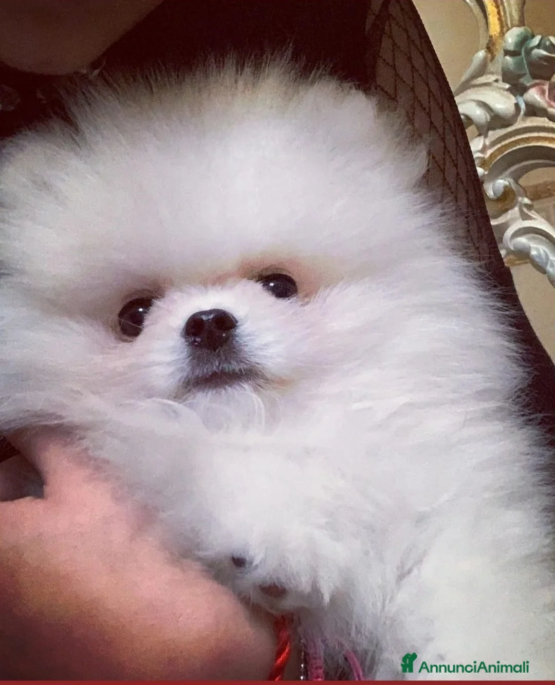 Spitz cani in regalo: Spitz Tedesco Nano/Pomerania a Città metropolitana di Roma Capitale - Annuncio 1