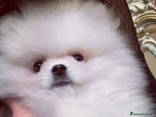 Spitz cani in regalo: Spitz Tedesco Nano/Pomerania a Città metropolitana di Roma Capitale - Annuncio 4