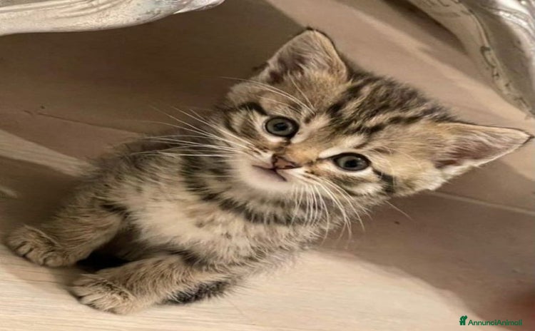 Scottish gatti - Annuncio 1