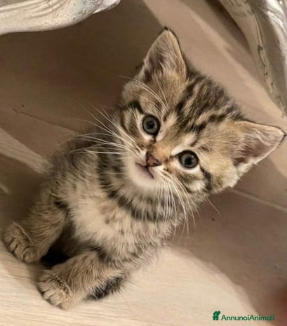 Scottish gatti - Annuncio 2