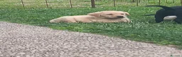 Labrador cani in vendita: Cuccioli labrador  a Provincia di Belluno - Annuncio 4