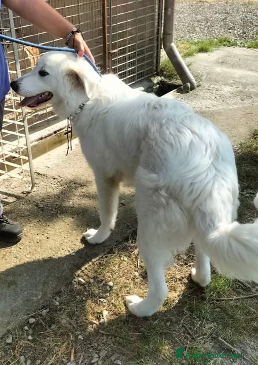 Pastore Maremmano cani in regalo: JERRY giovane con tanta voglia di coccole - Annuncio 3