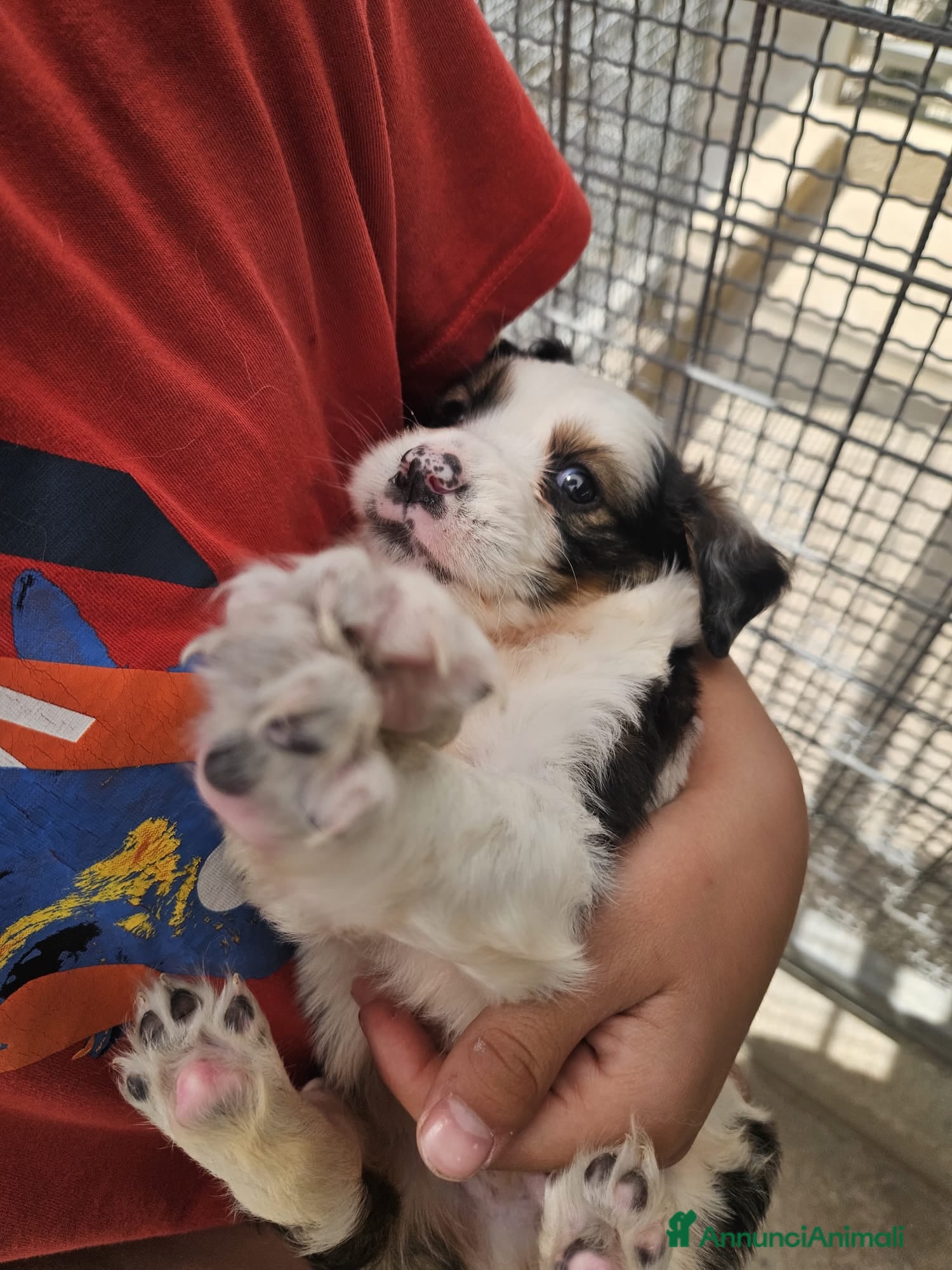 Meticcio cani Leo: cucciolo taglia media  - Annuncio 1