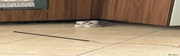 Scottish gatti in vendita: Splendido Scottish Fold cerca una nuova famiglia a Provincia di Rimini - Annuncio 3