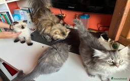 Siberiano gatti in vendita: Bellissimi Gattini siberiani e Neva masquerade. a Città Metropolitana di Genova - Immagine 7
