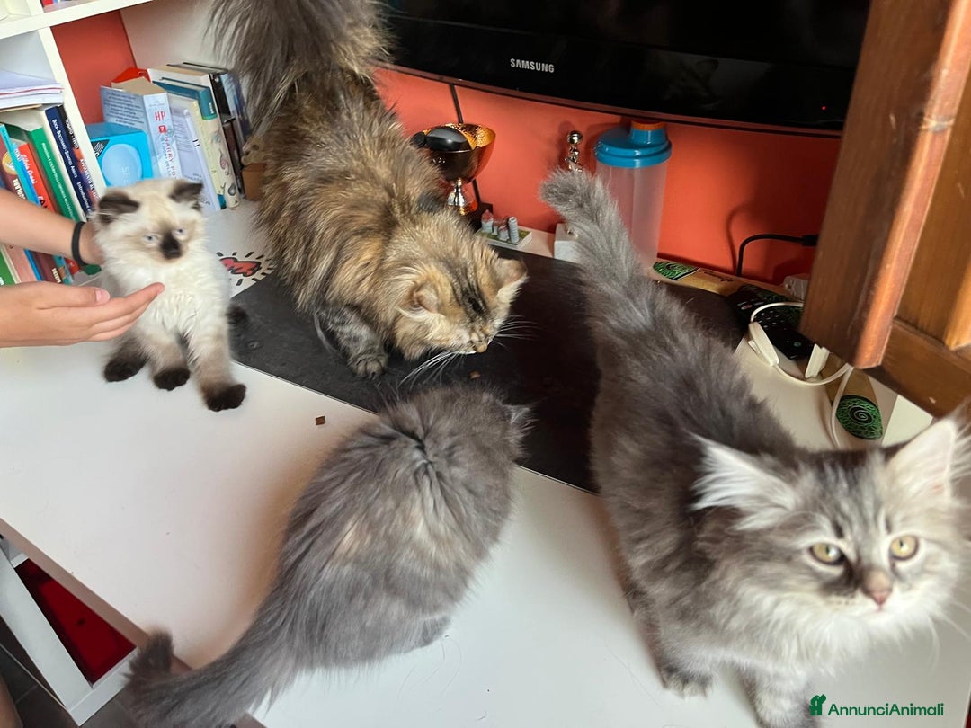 Siberiano gatti in vendita: Bellissimi Gattini siberiani e Neva masquerade. a Città Metropolitana di Genova - Immagine 7