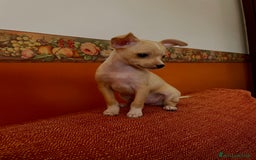 Chihuahua cani in vendita: Cucciolo di chihuahua  - Immagine 1