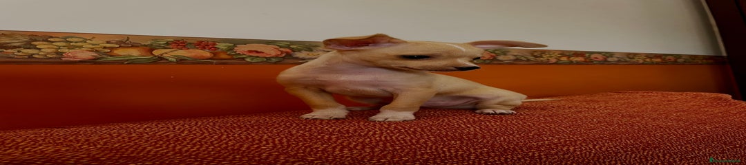 Chihuahua Cucciolo 1