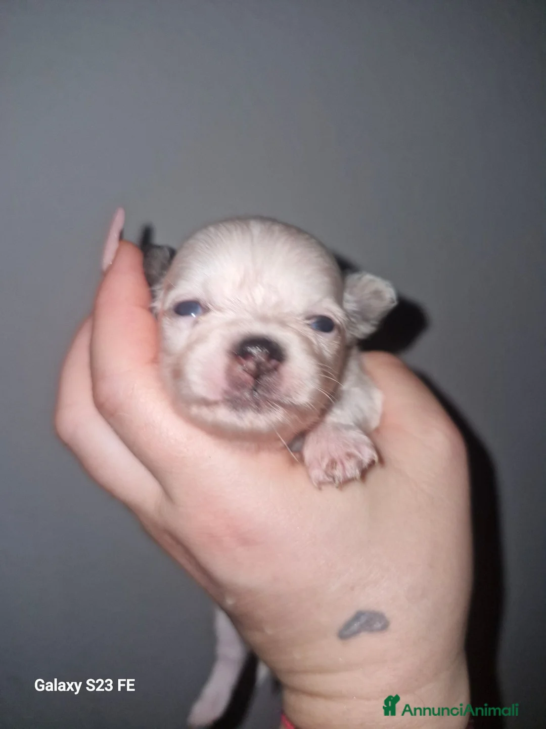 Chihuahua cani in vendita: Chiwawa cuccioli - Annuncio 7