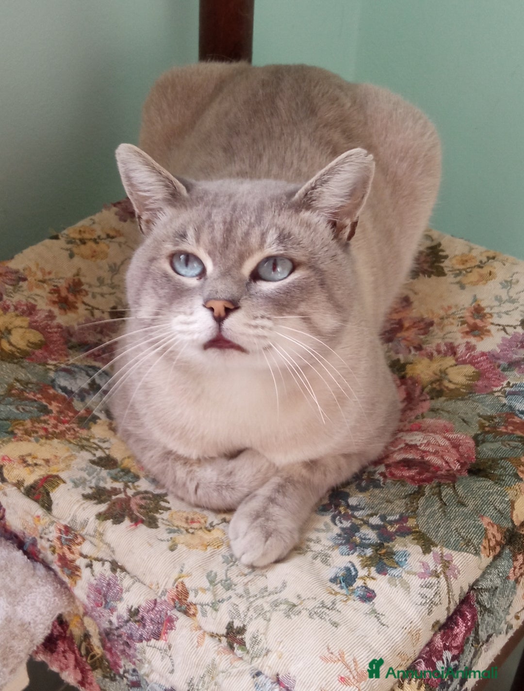 Siamese gatti in regalo: Siamesone cerca casa - Annuncio 1