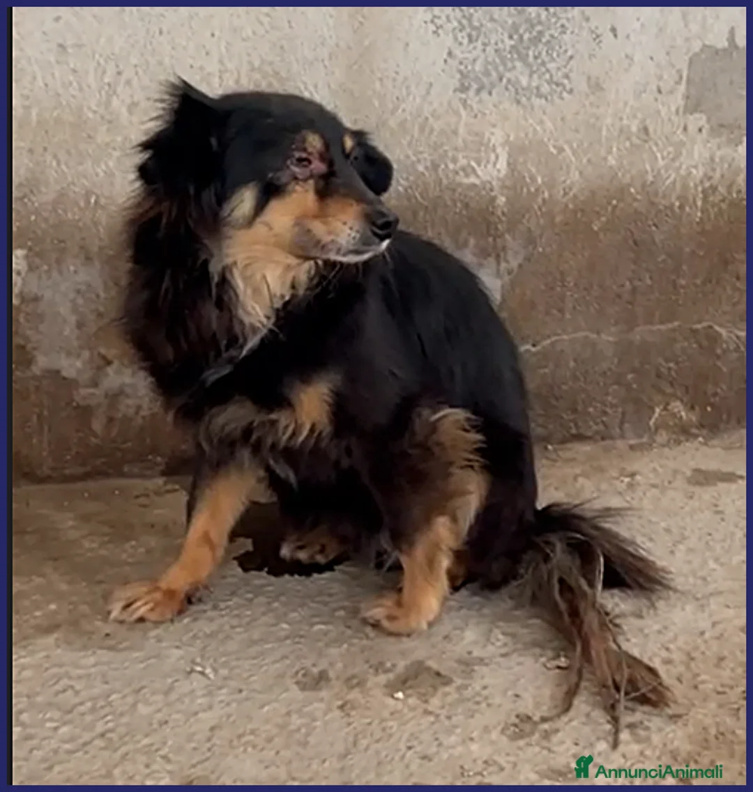 Meticcio cani in regalo: ADOZ D'AMORE PER APACHE 9 ANNI, UN OCCHIO MALATO a Genova - Annuncio 4