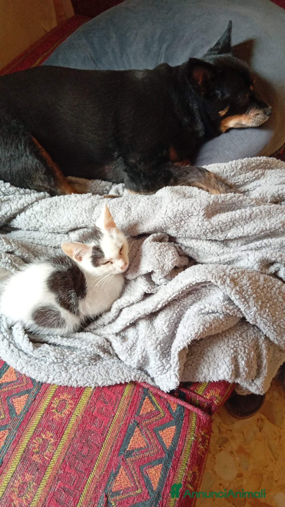 Meticcio gatti in regalo: DUE SIMPATICI AMICI - Annuncio 3