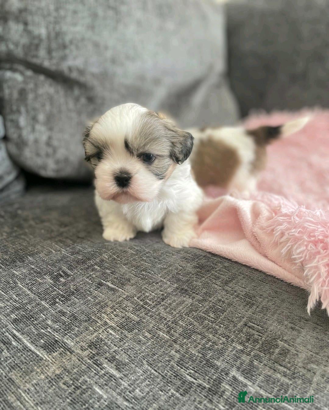 Shih Tzu cani in vendita: Cuccioli di Shih Tzu Imperiale a Città metropolitana di Milano - Annuncio 7