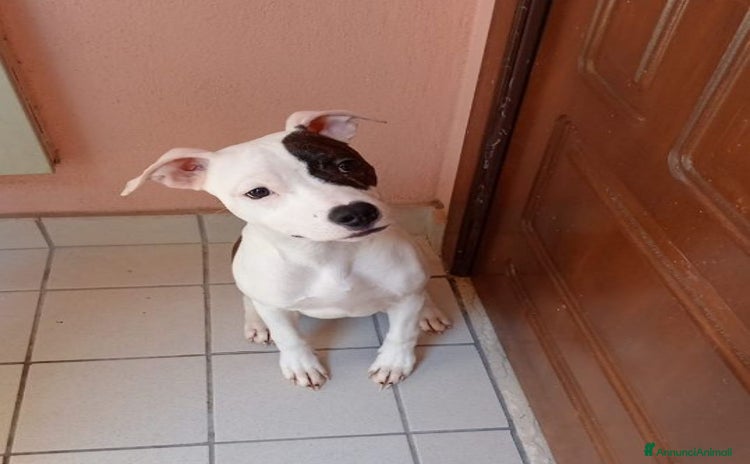 Pitbull cani a Provincia di Viterbo - Annuncio 14