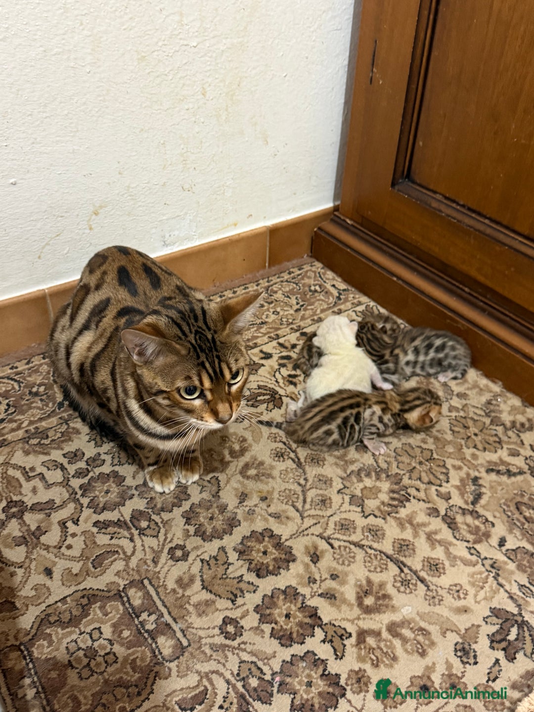 Bengala gatti in vendita: Gatto bengala  - Annuncio 9