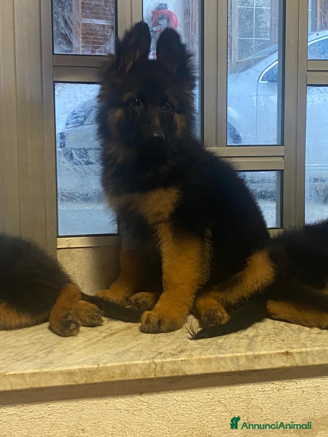 Pastore Tedesco cani in vendita: Disponibili cucciole di pastore tedesco  - Annuncio 5