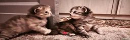 Siberiano gatti in vendita: Cucciole siberiane a Città Metropolitana di Genova - Annuncio 6