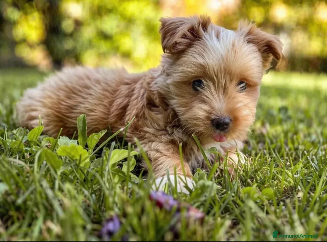 Maltipoo cani in vendita: Maltipoo originale - Annuncio 2