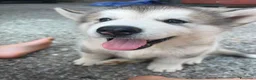 Alaskan Malamute cani in vendita: cucciolata di Alaskan Malamute - Annuncio 9