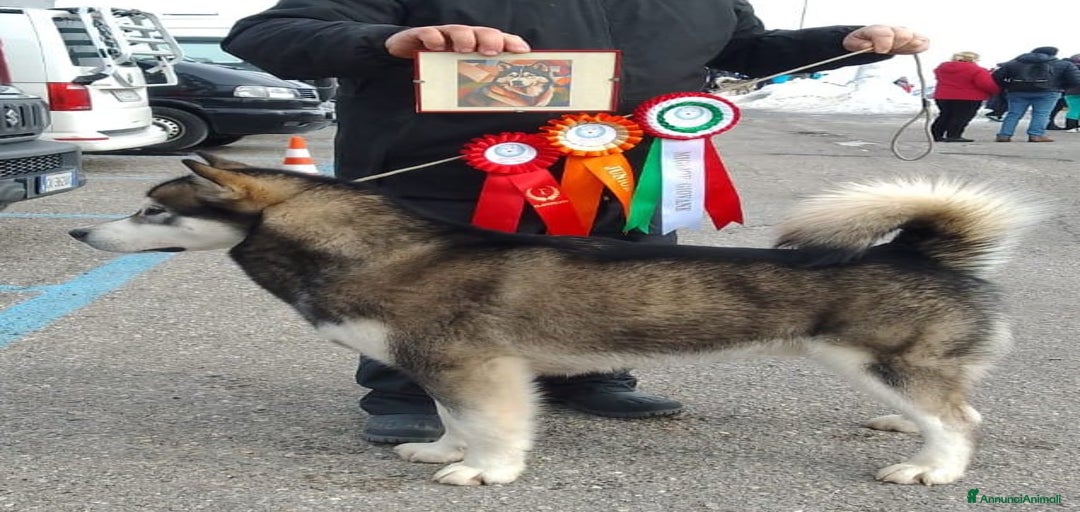 Immagine della galleria {{count}}