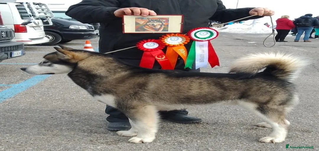 Immagine della galleria {{count}}