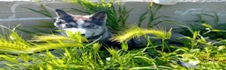Husky cani in regalo: Cerco Adozione per La Mia Husky  a Provincia di Taranto - Annuncio 2