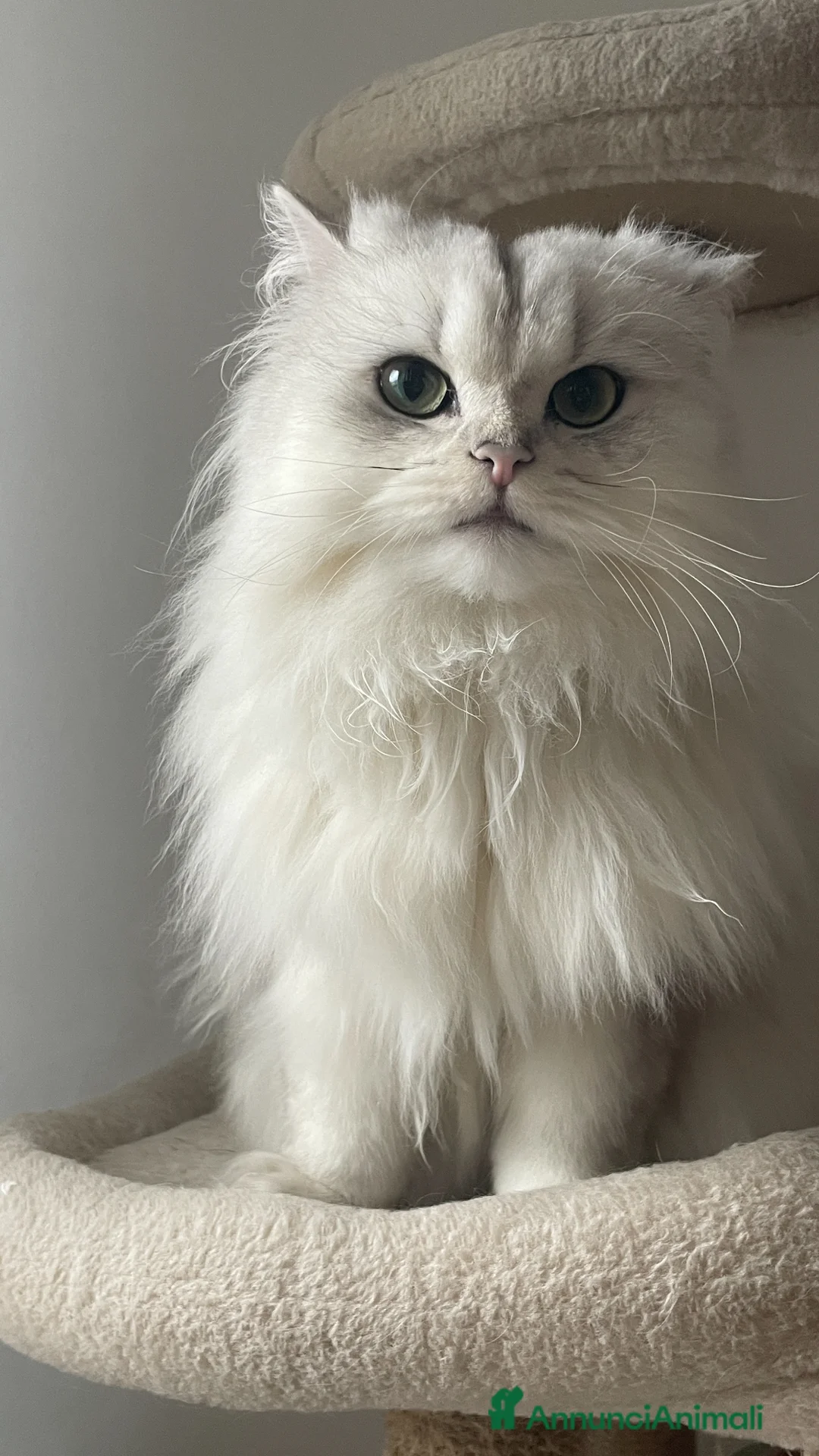 British gatti in vendita: British Longhair Silver Shaded  con Pedigree ENFI - Annuncio 4