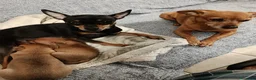 Pinscher Miniatura cani in vendita: Cuccioli pinscher  - Annuncio 2