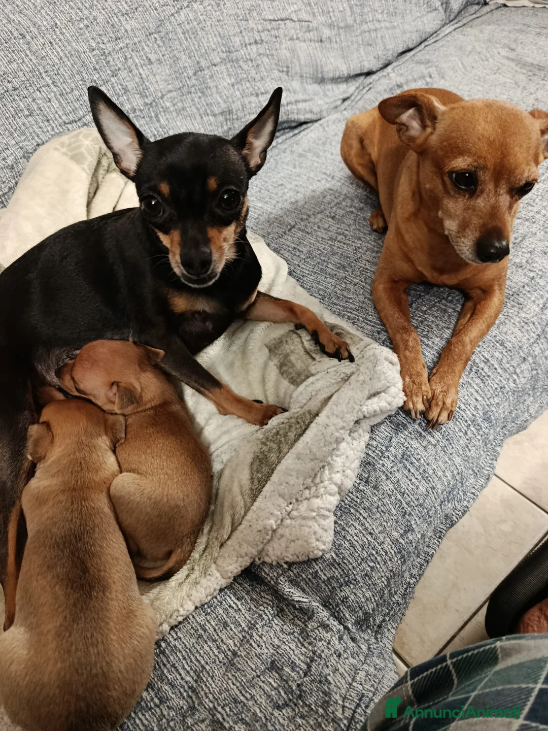 Pinscher Miniatura cani in vendita: Cuccioli pinscher  - Annuncio 2