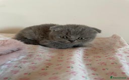 Scottish gatti in vendita: AMICI PELOSI SCOTTISH CERCANO CASA🩷🩷💙💙 a Provincia di Padova - Immagine 6