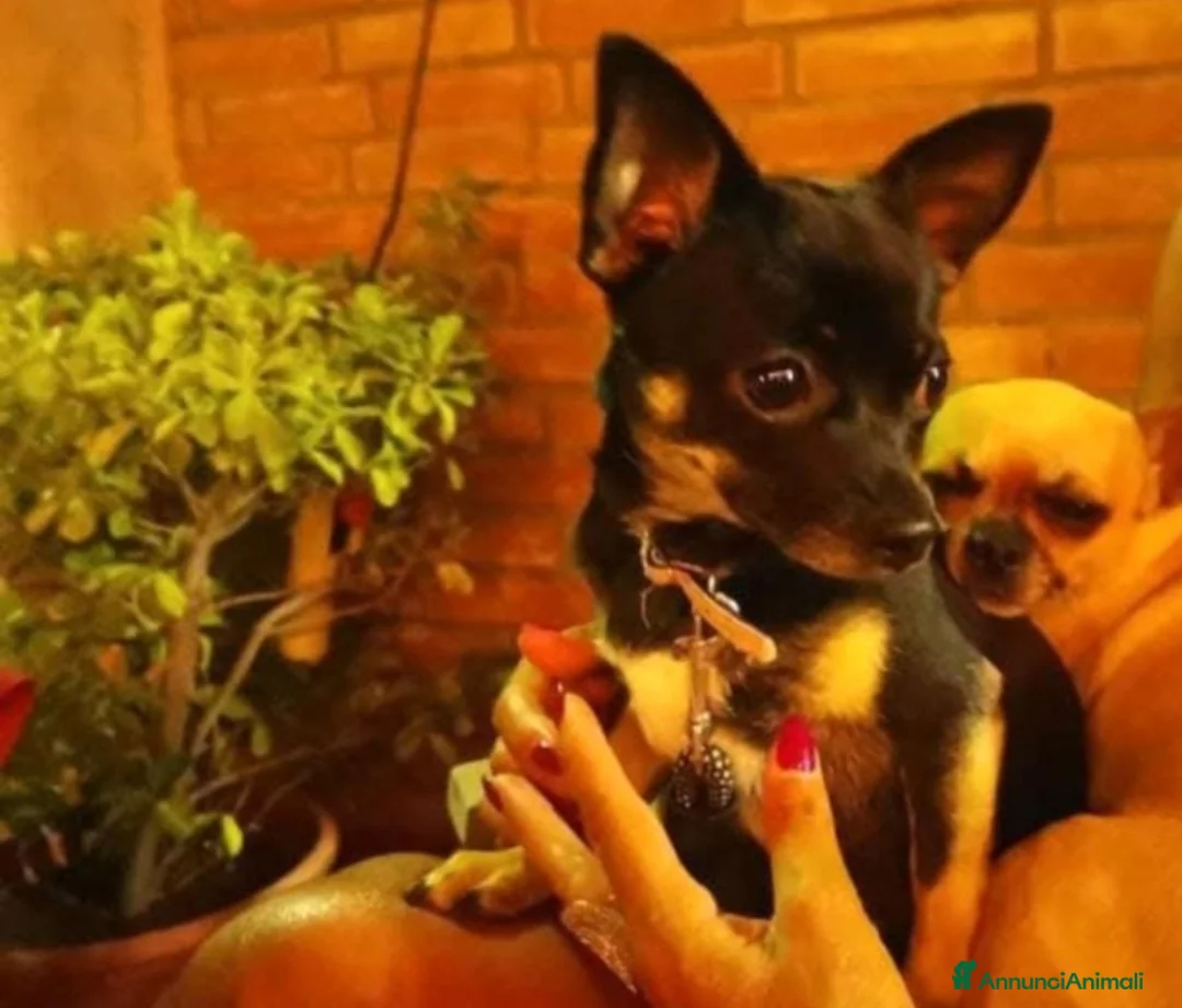 Chihuahua cani in vendita: Chihuahua a Provincia del Verbano-Cusio-Ossola - Annuncio 1