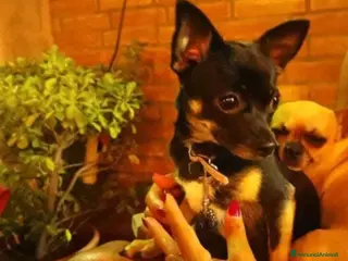 Chihuahua cani Chihuahua a Provincia del Verbano-Cusio-Ossola - Annuncio 5