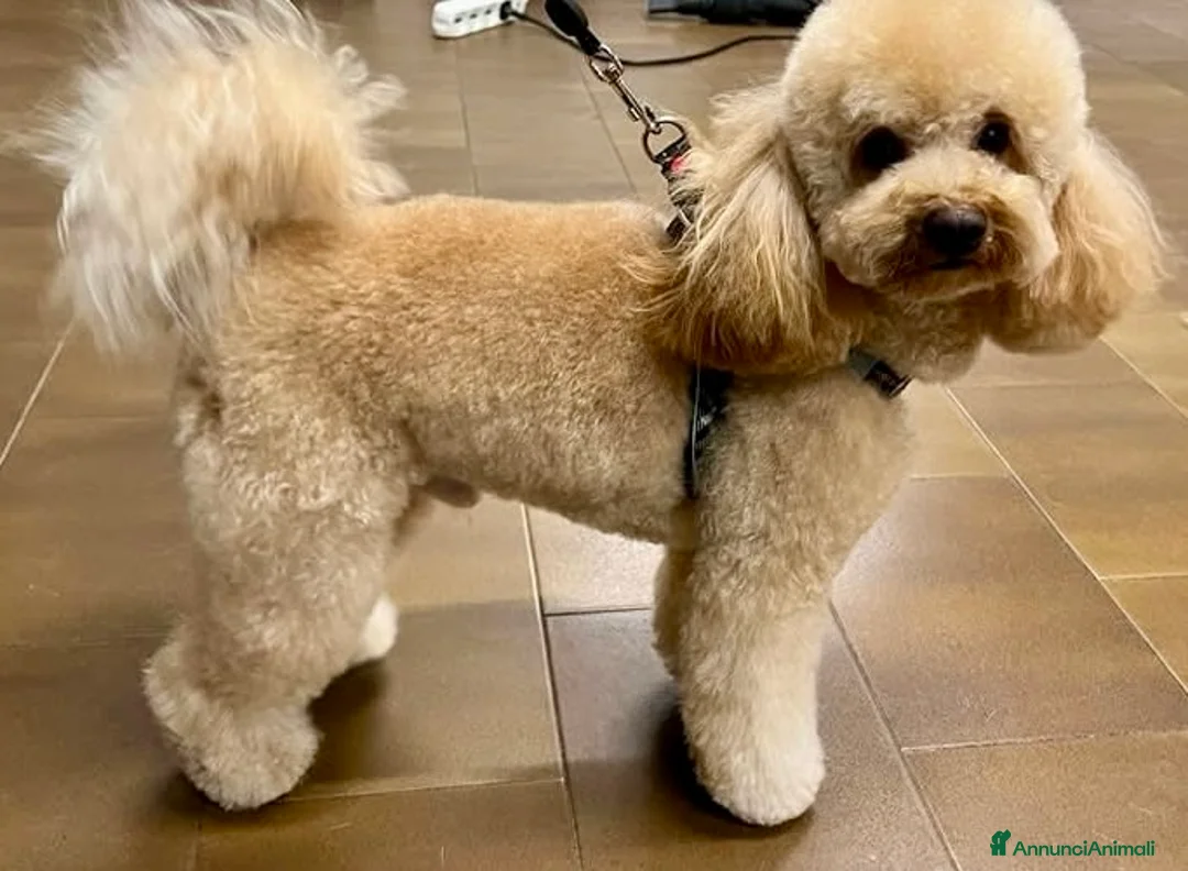 Barboncino Toy cani per accoppiamento: Barboncino nano per monta a Provincia di Mantova - Annuncio 4