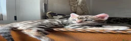 Bengala gatti in vendita: Bengala MI - Annuncio 3