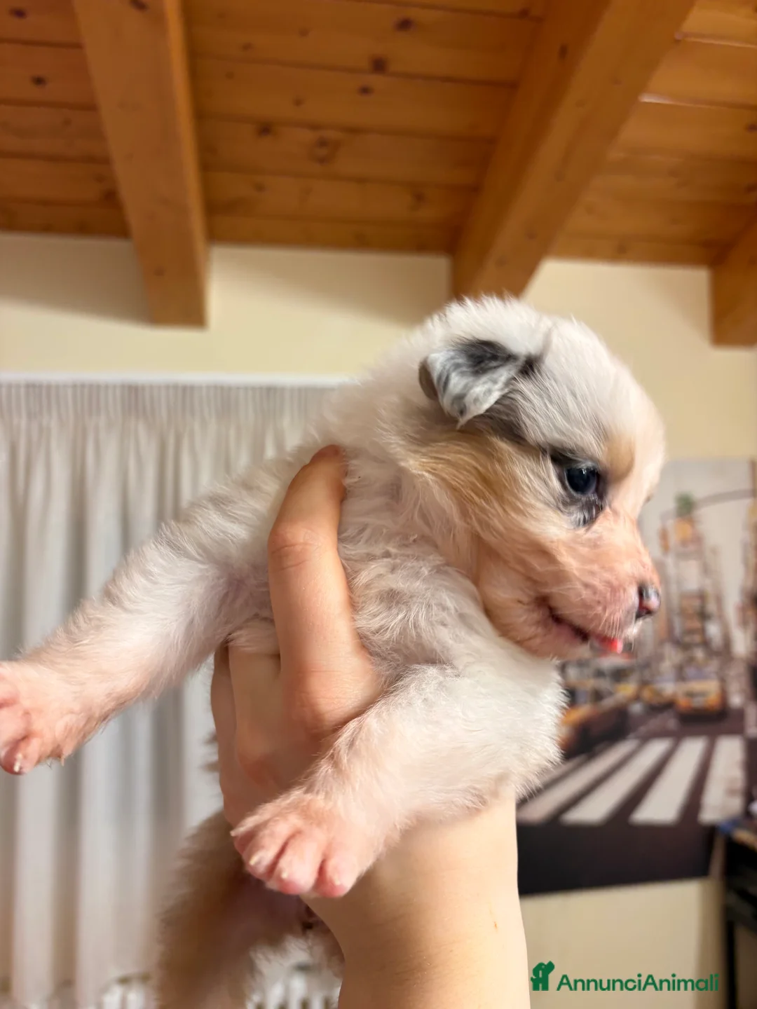 Australian Shepherd cani in vendita: Bella ultima cucciola pastore australiano  - Annuncio 4