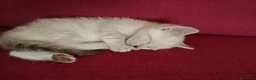 Thai gatti in vendita: Simil magic Thai  a Provincia di Como - Annuncio 2