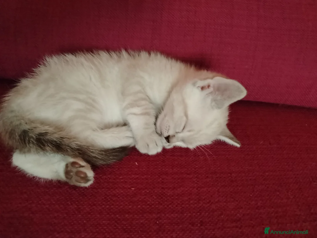 Thai gatti in vendita: Simil magic Thai  a Provincia di Como - Annuncio 2