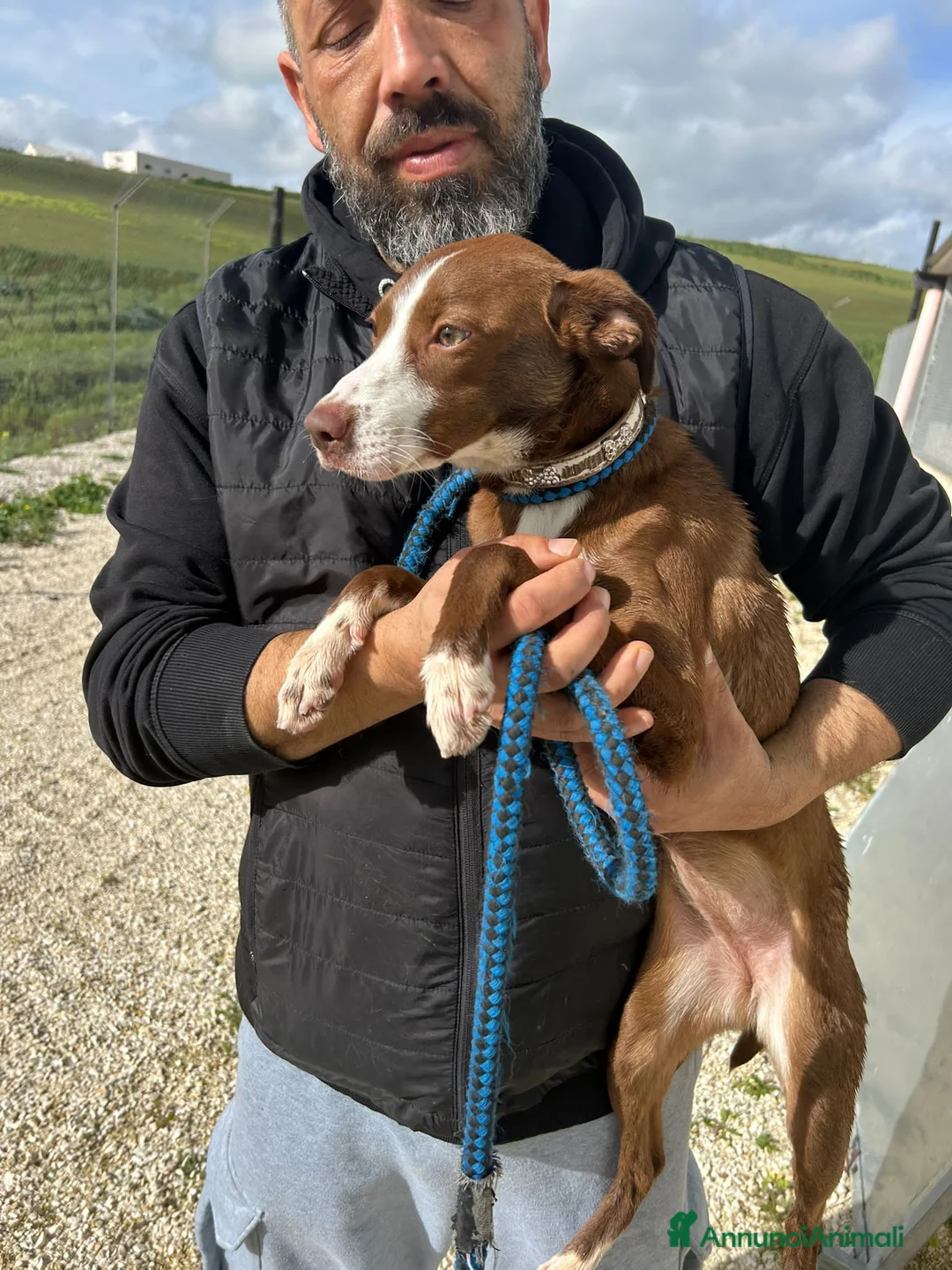 Altre razze cani in regalo: marra  - Annuncio 4