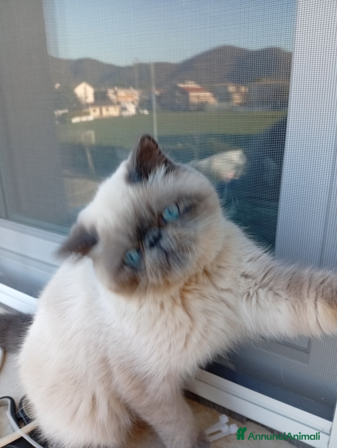 Exotic Shorthair gatti in vendita: Exotic Shorthair  - Annuncio 3