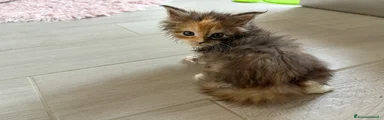 Maine Coon 5