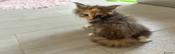 Maine Coon gatti in vendita: Maine coon cucciolo con pedigree  - Annuncio 7