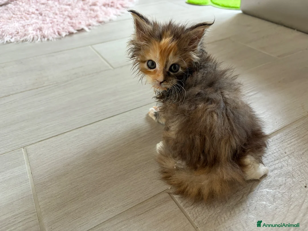 Maine Coon gatti in vendita: Maine coon cucciolo con pedigree  - Annuncio 7