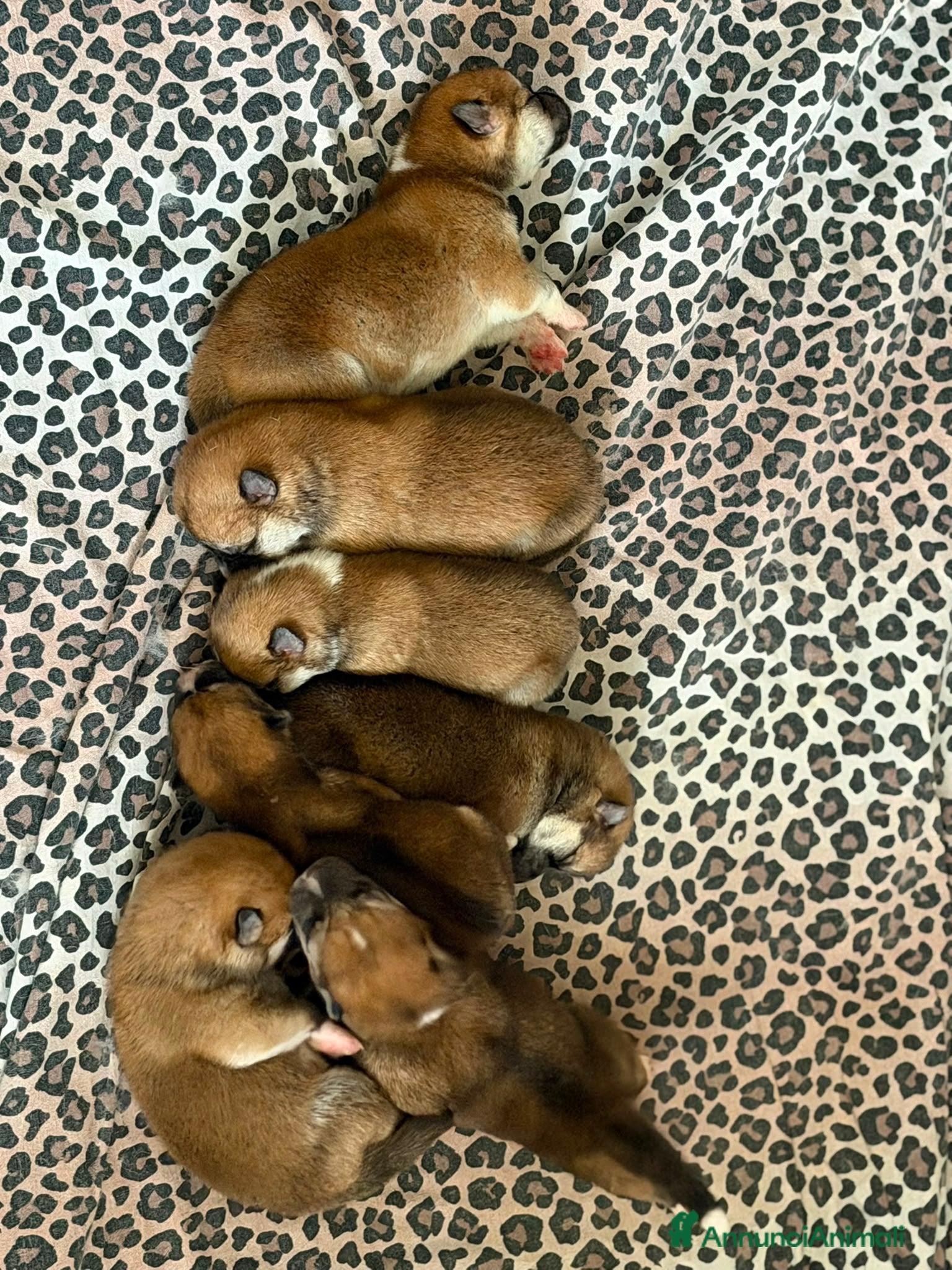 Akita Inu cani Cuccioli akita inu - Annuncio 7