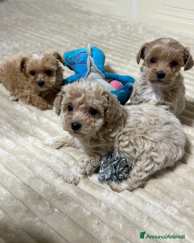 Maltipoo cani 🩷3 splendidi cuccioli di Maltipoo🩷 - Annuncio 24