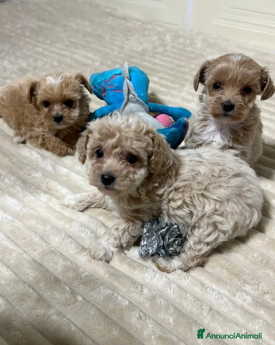 Maltipoo cani in vendita: 🩷3 splendidi cuccioli di Maltipoo🩷 - Annuncio 5