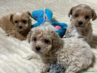 Maltipoo cani 🩷3 splendidi cuccioli di Maltipoo🩷 - Annuncio 24