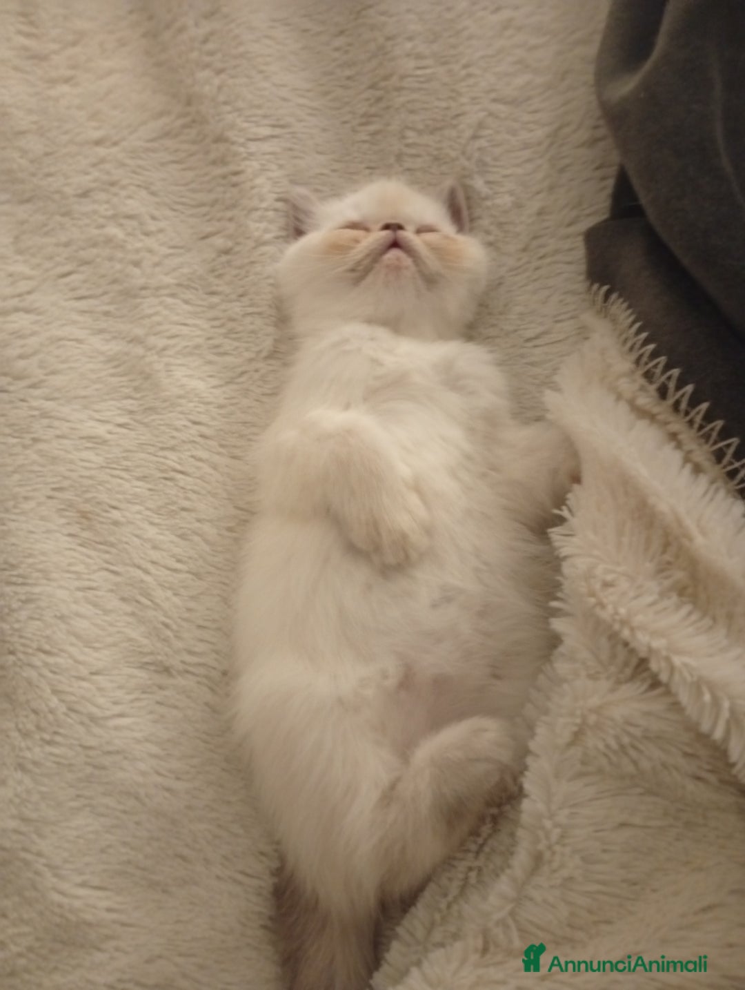 Exotic Shorthair gatti in vendita: Exotic Shorthair  - Annuncio 8