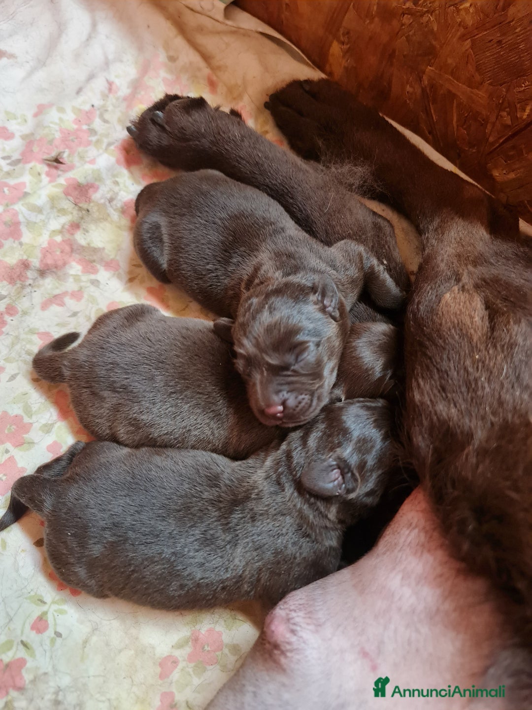 Labrador cani in vendita: LABRADOR choccolate Cuccioli - Annuncio 5