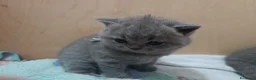 British gatti in vendita: Cuccioli British Shorthair  - Annuncio 6