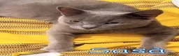Certosino gatti in regalo: SASA SIMILCERTOSINO   CERCA CASA - Annuncio 3